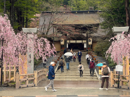 【画像】桜咲く高野山　金剛峯寺