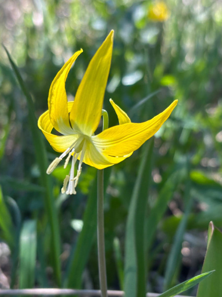 【画像】黄色く輝くカタクリ　グレーシャーリリー